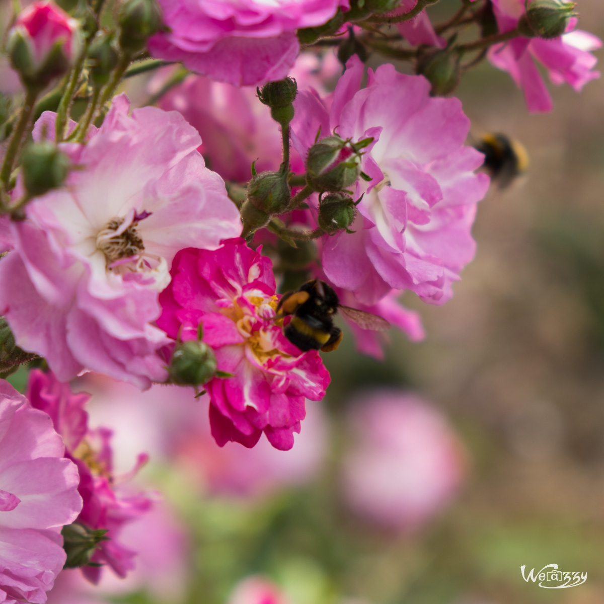 France, Nantes, Roseraie, jardin