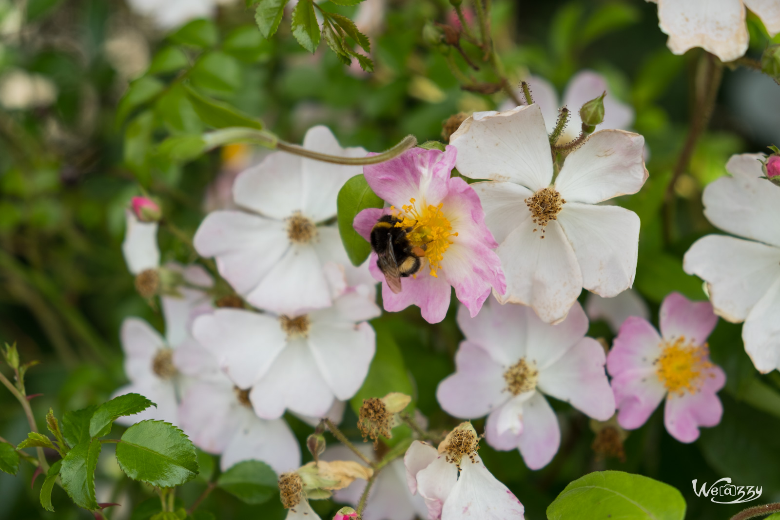 France, Nantes, Roseraie, jardin