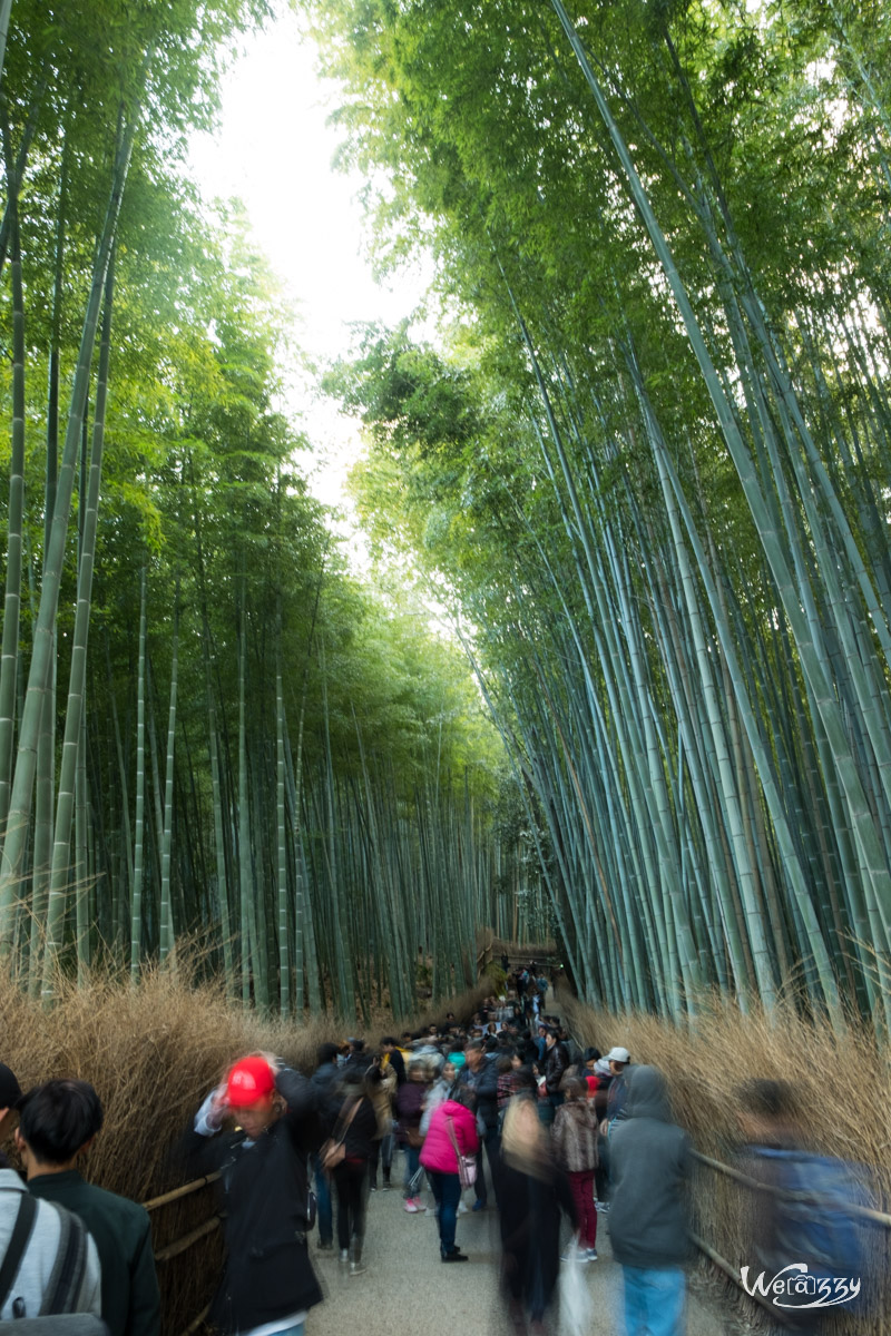 Japon, Kyoto, Voyage, Arashiyama, Bamboo Forest