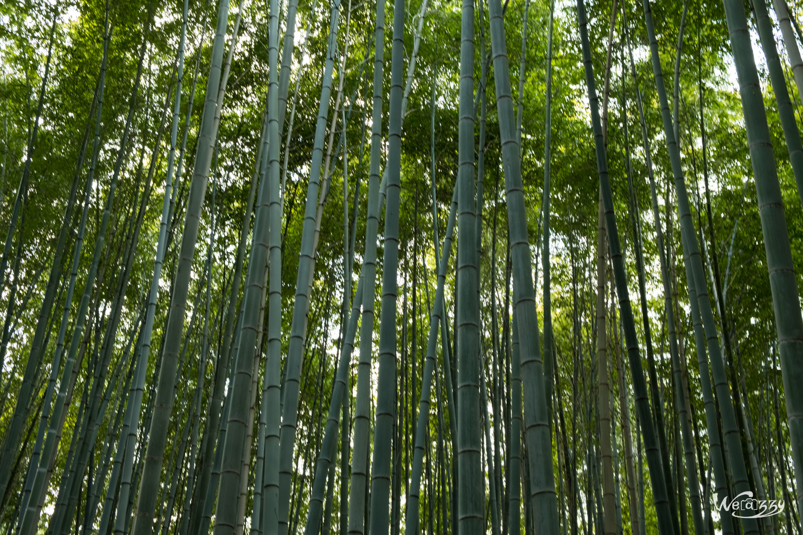 Japon, Kyoto, Voyage