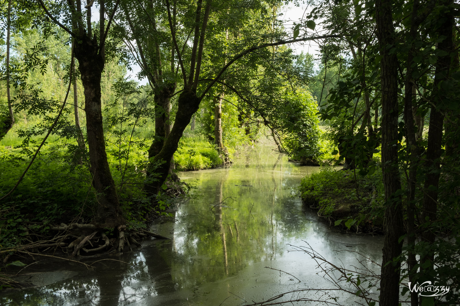 Marais, Nature, Poitevin