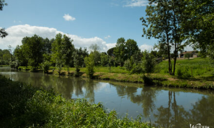 Mes premiers pas dans le marais poitevin – Un monde vert