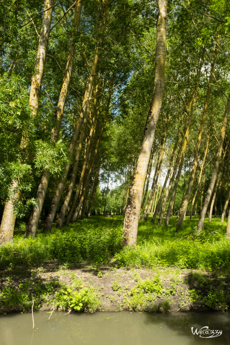 Marais, Nature, Poitevin