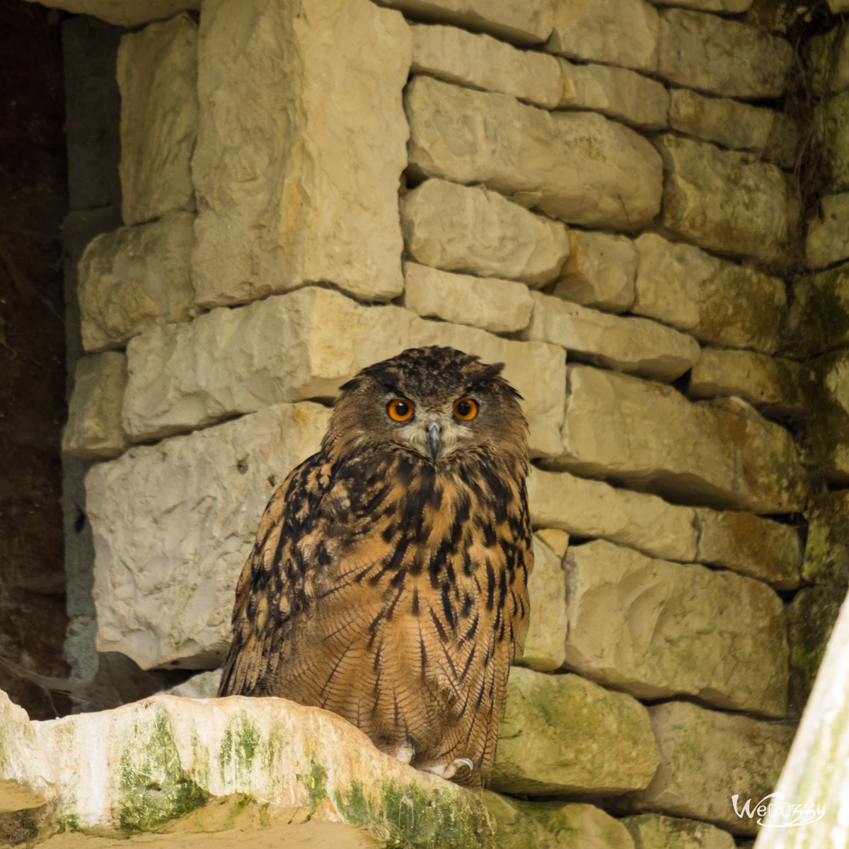 Animaux, Nature, Zoo
