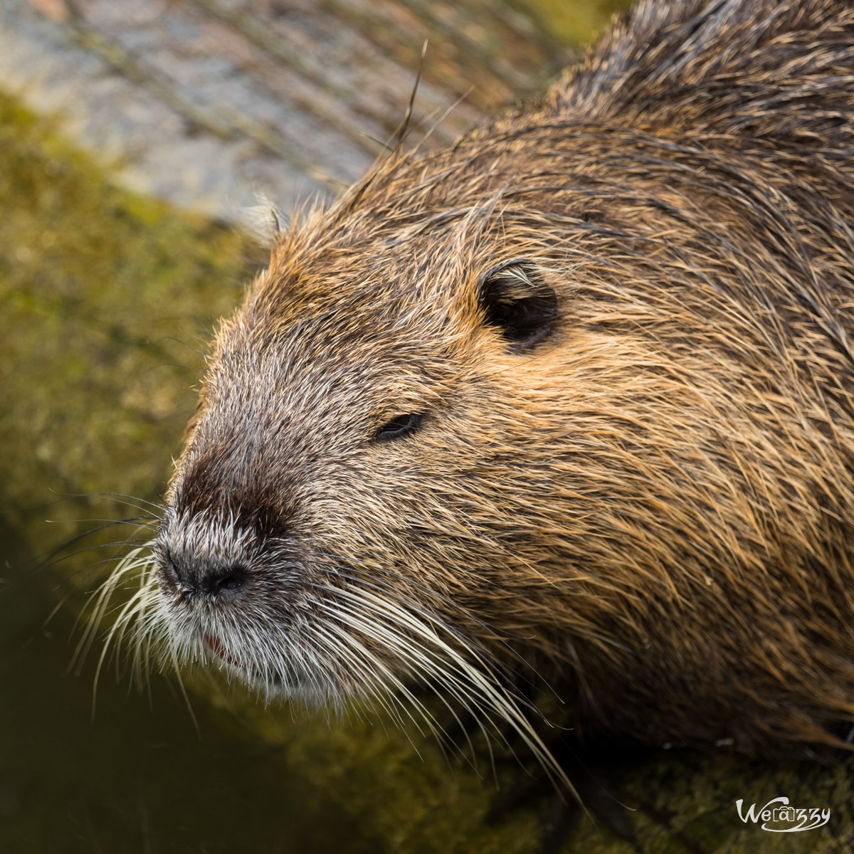 Animaux, Nature, Zoo