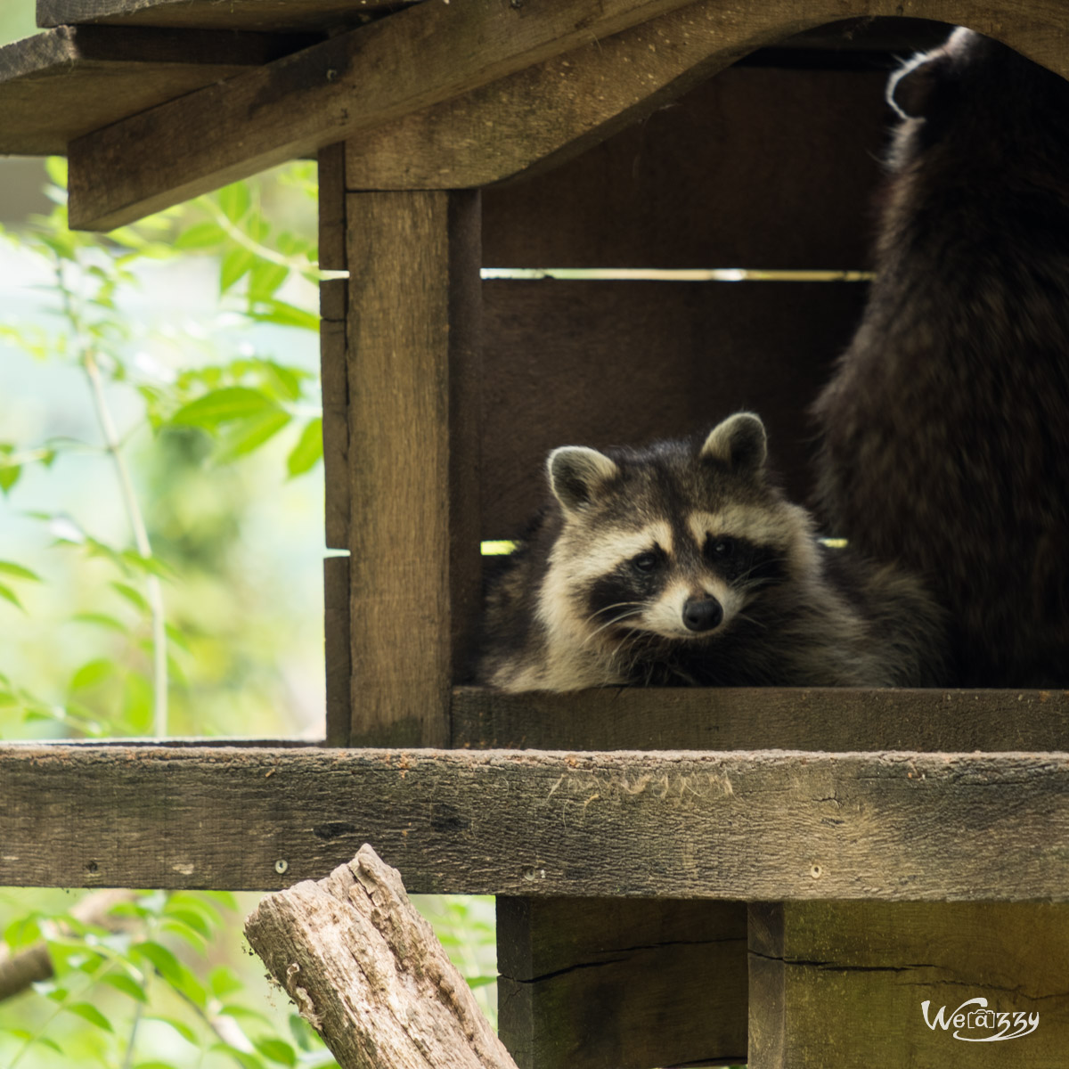 Animaux, Nature, Zoo