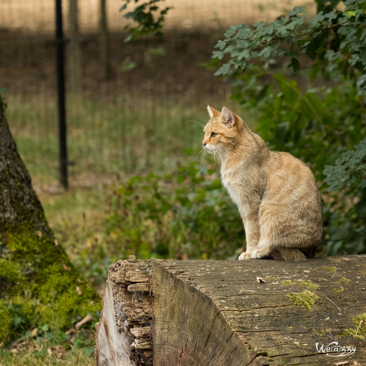 Animaux, Nature, Zoo