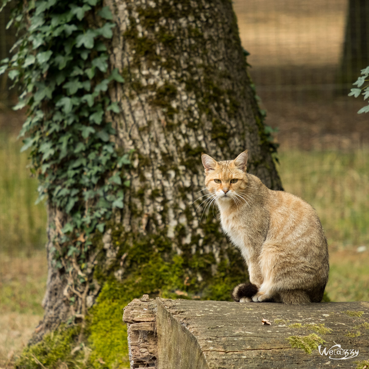 Animaux, Nature, Zoo