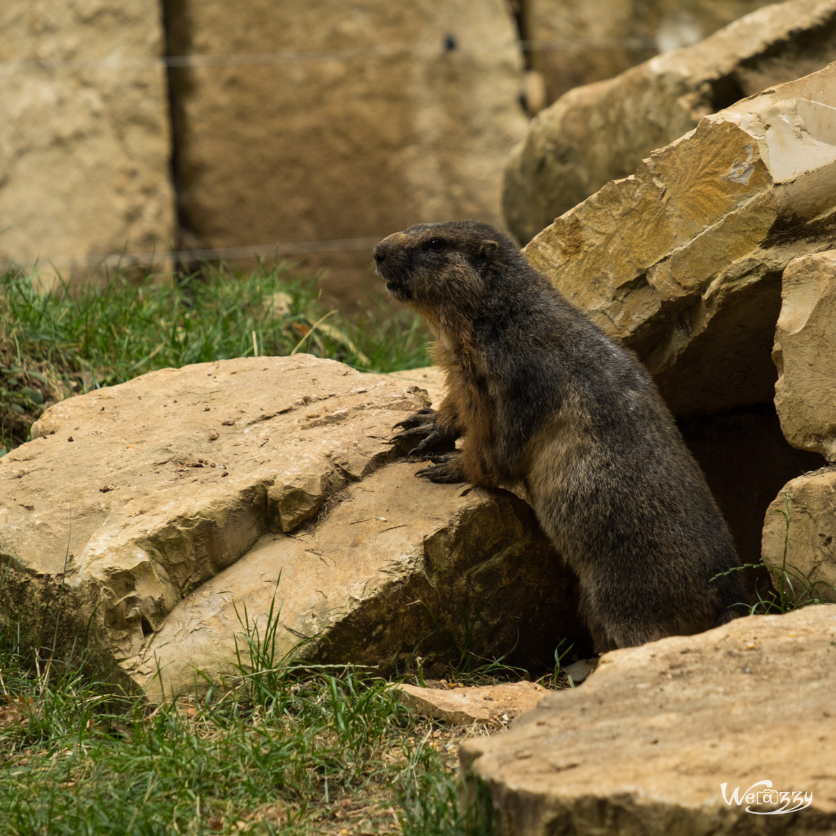 Animaux, Nature, Zoo