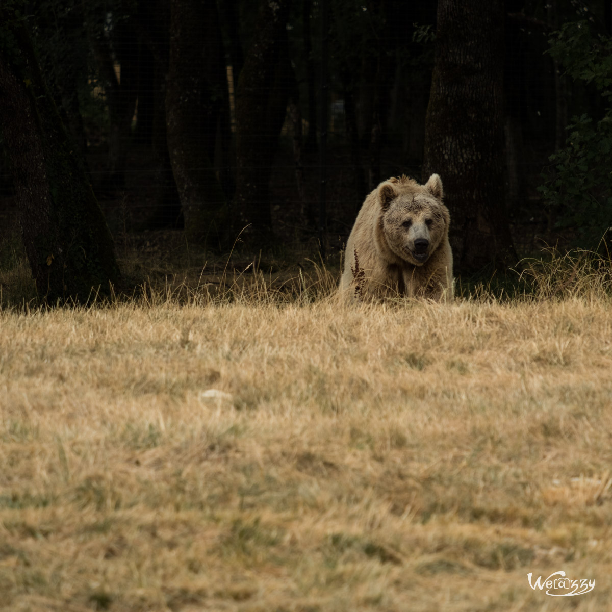 Animaux, Nature, Zoo