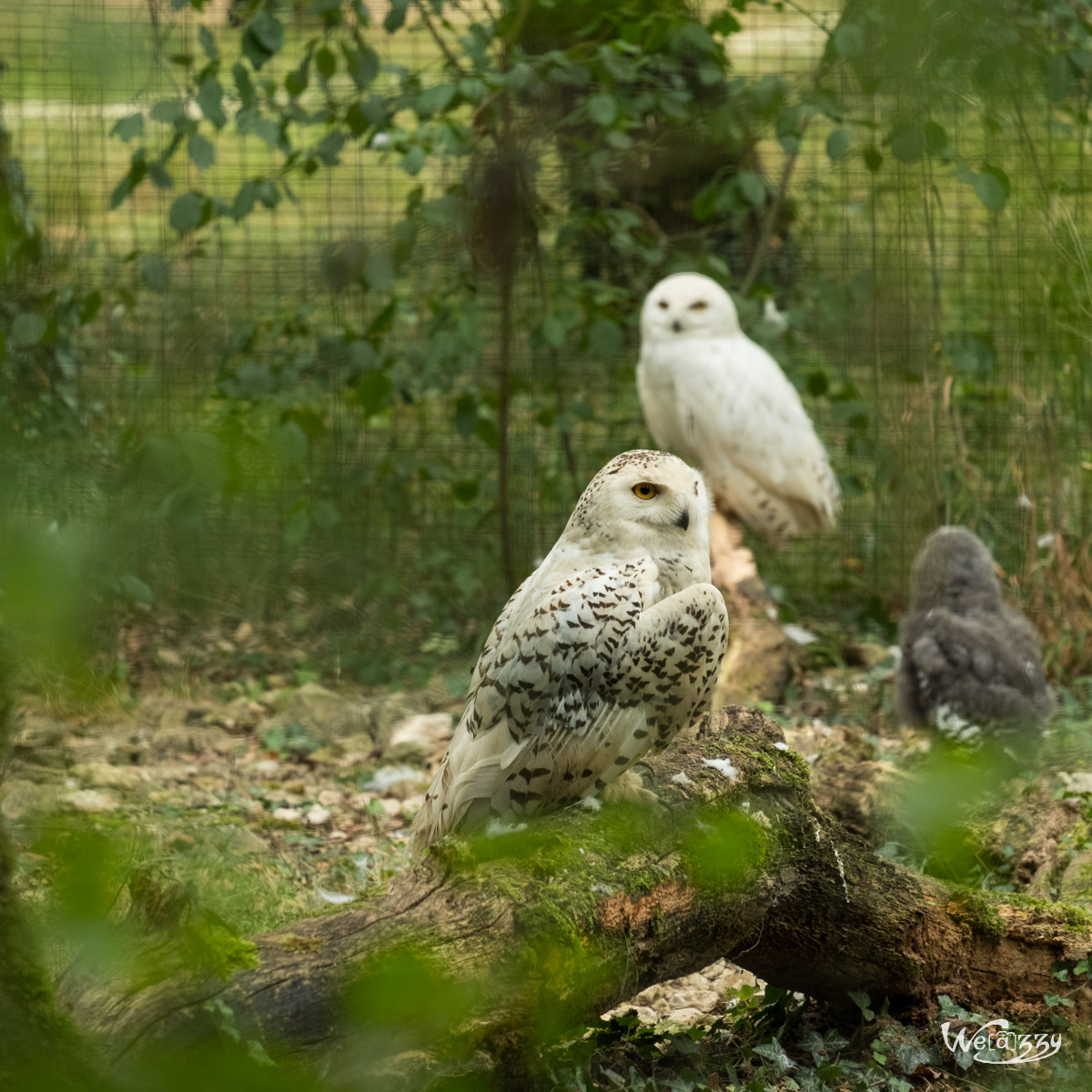 Animaux, Nature, Zoo