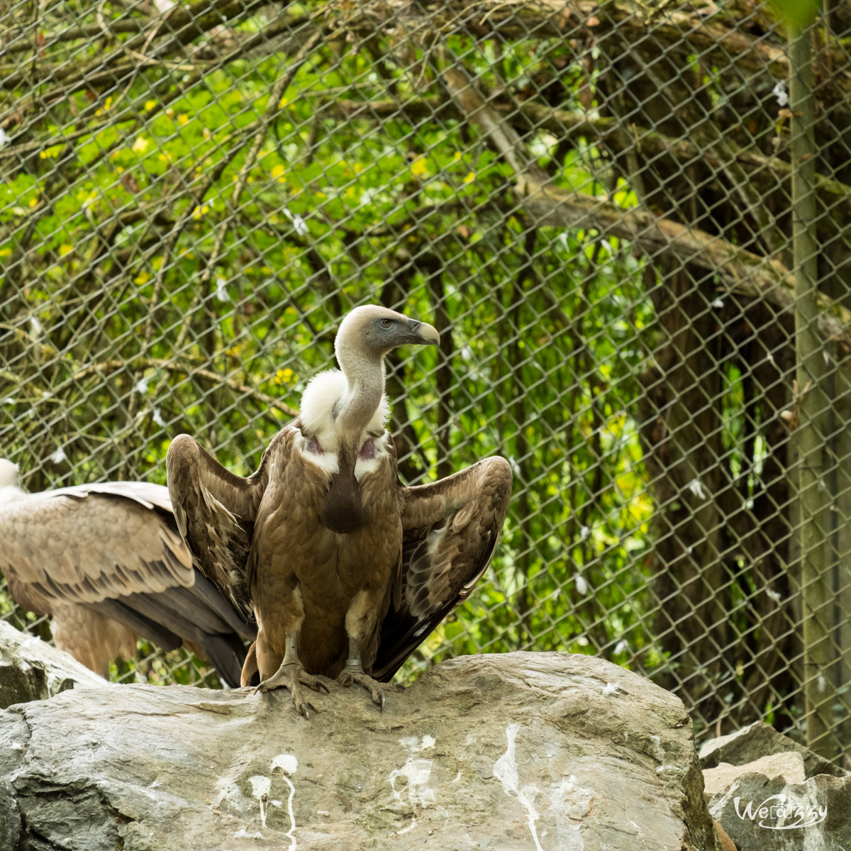 Animaux, Nature, Zoo