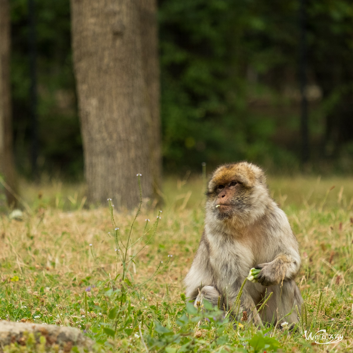 Animaux, Nature, Zoo