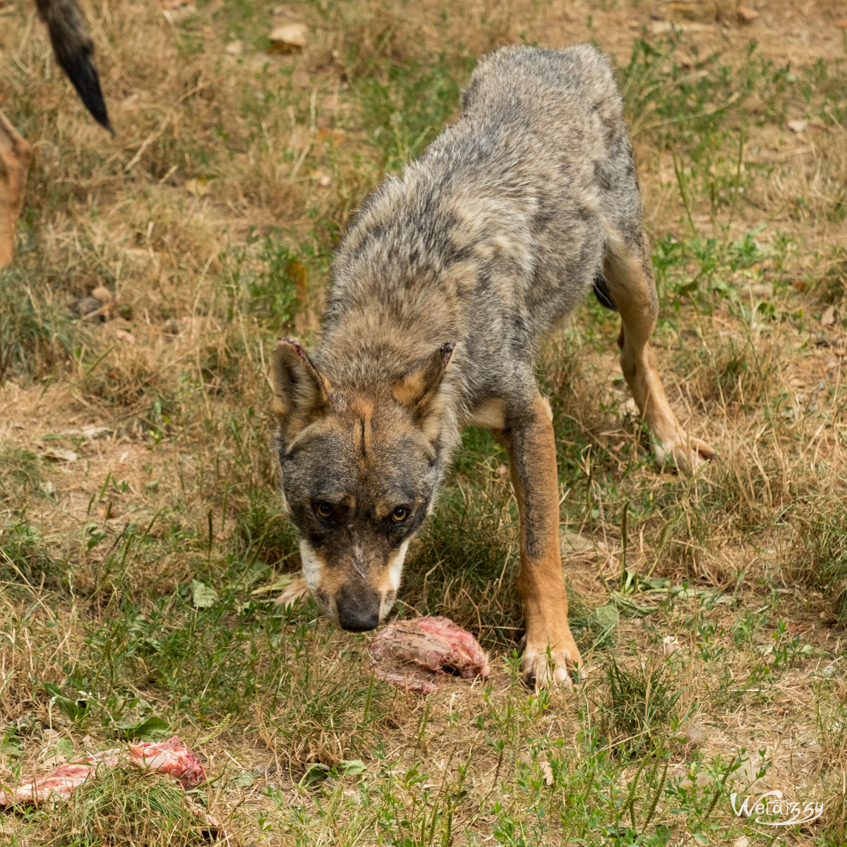 Animaux, Nature, Zoo