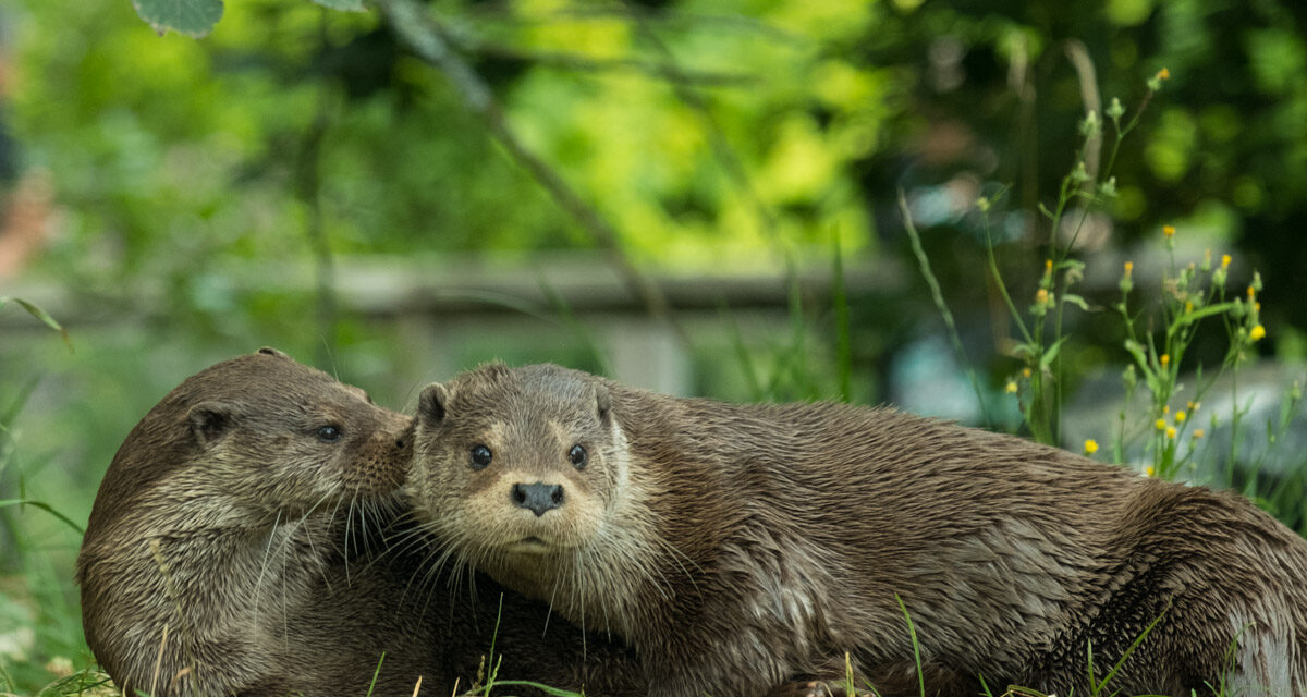 Parc zoologique – Deux sites, deux ambiances