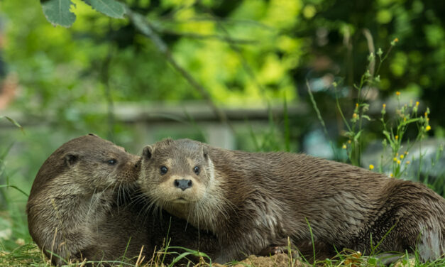 Parc zoologique – Deux sites, deux ambiances