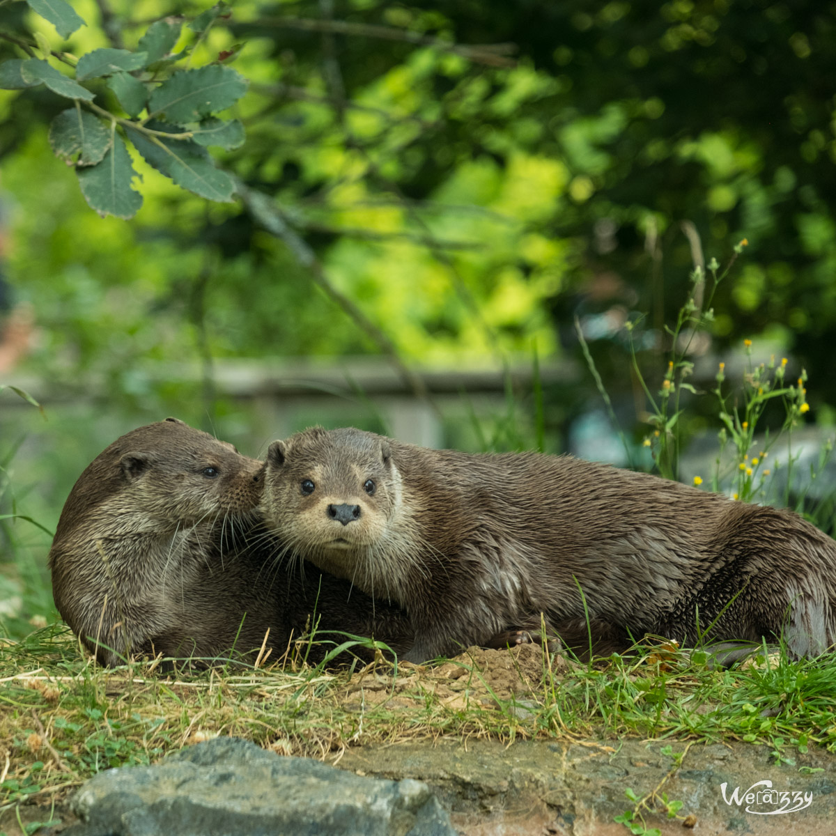 Animaux, Nature, Zoo