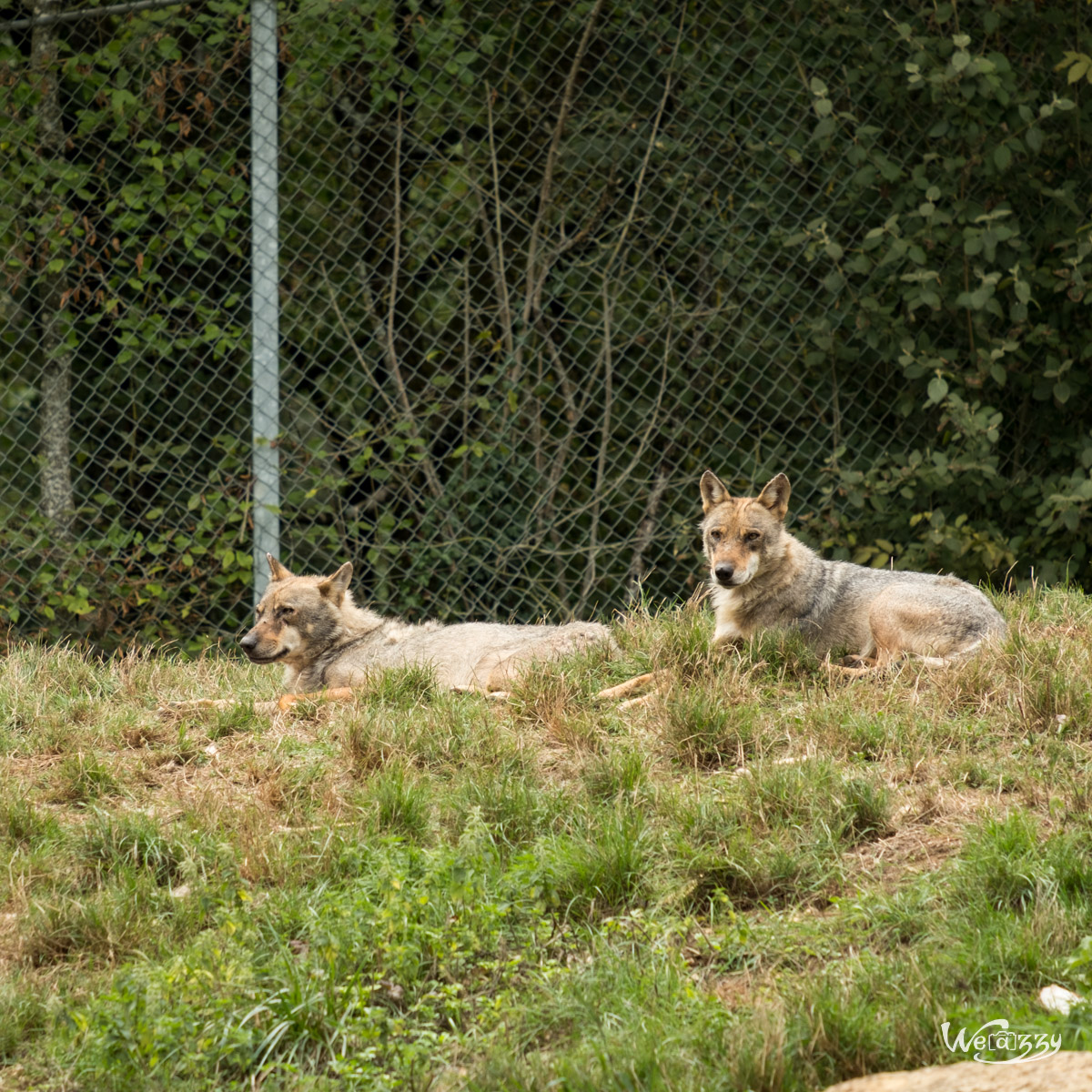 Animaux, Nature, Zoo