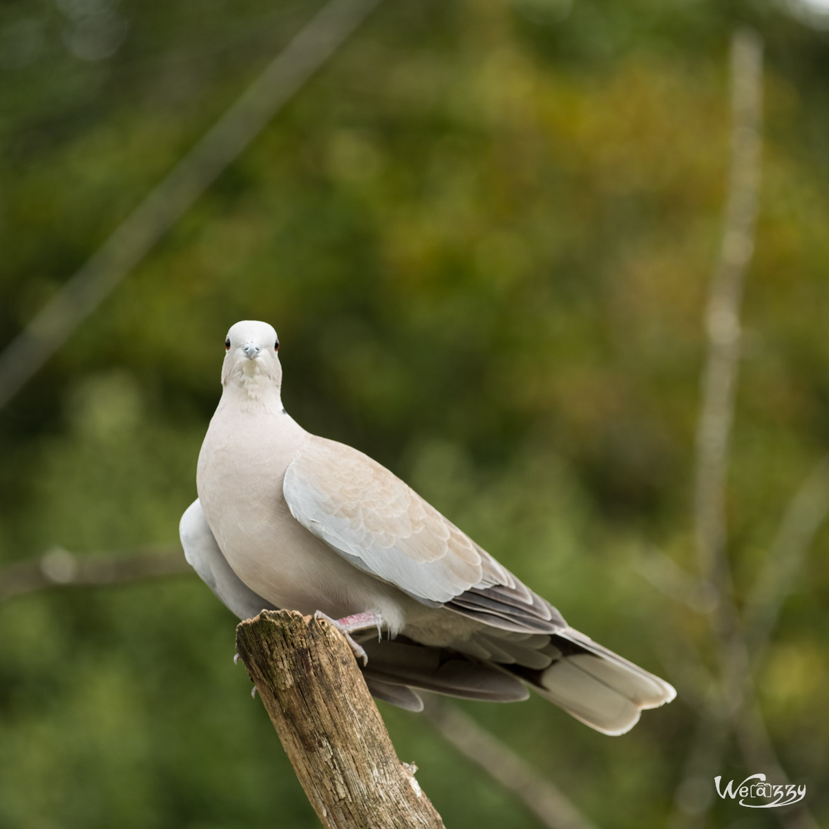 Animaux, Nature, Zoo