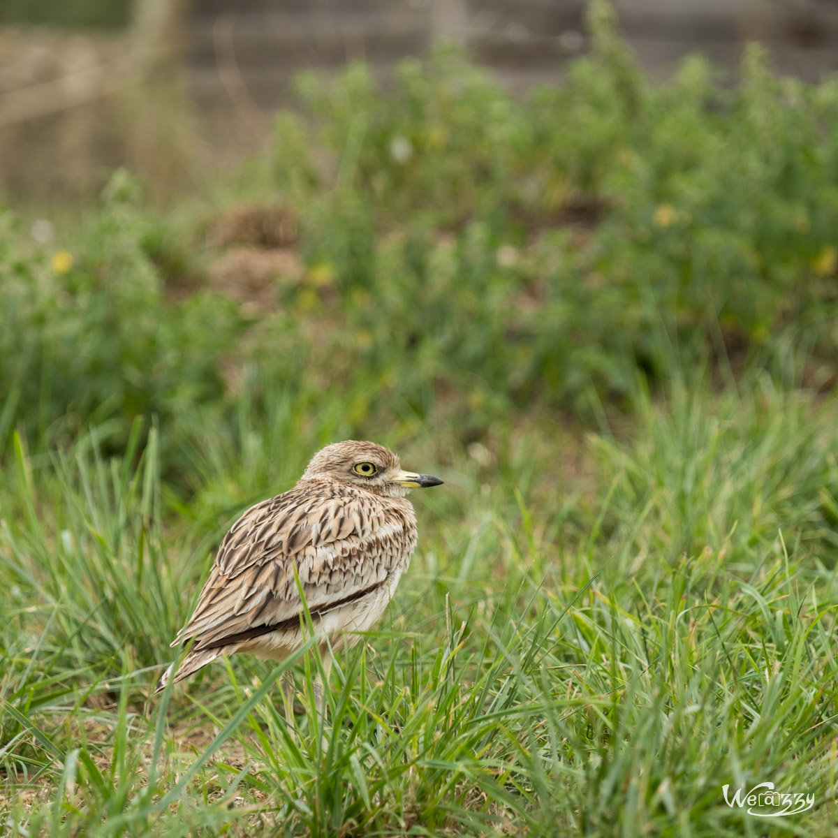 Animaux, Nature, Zoo