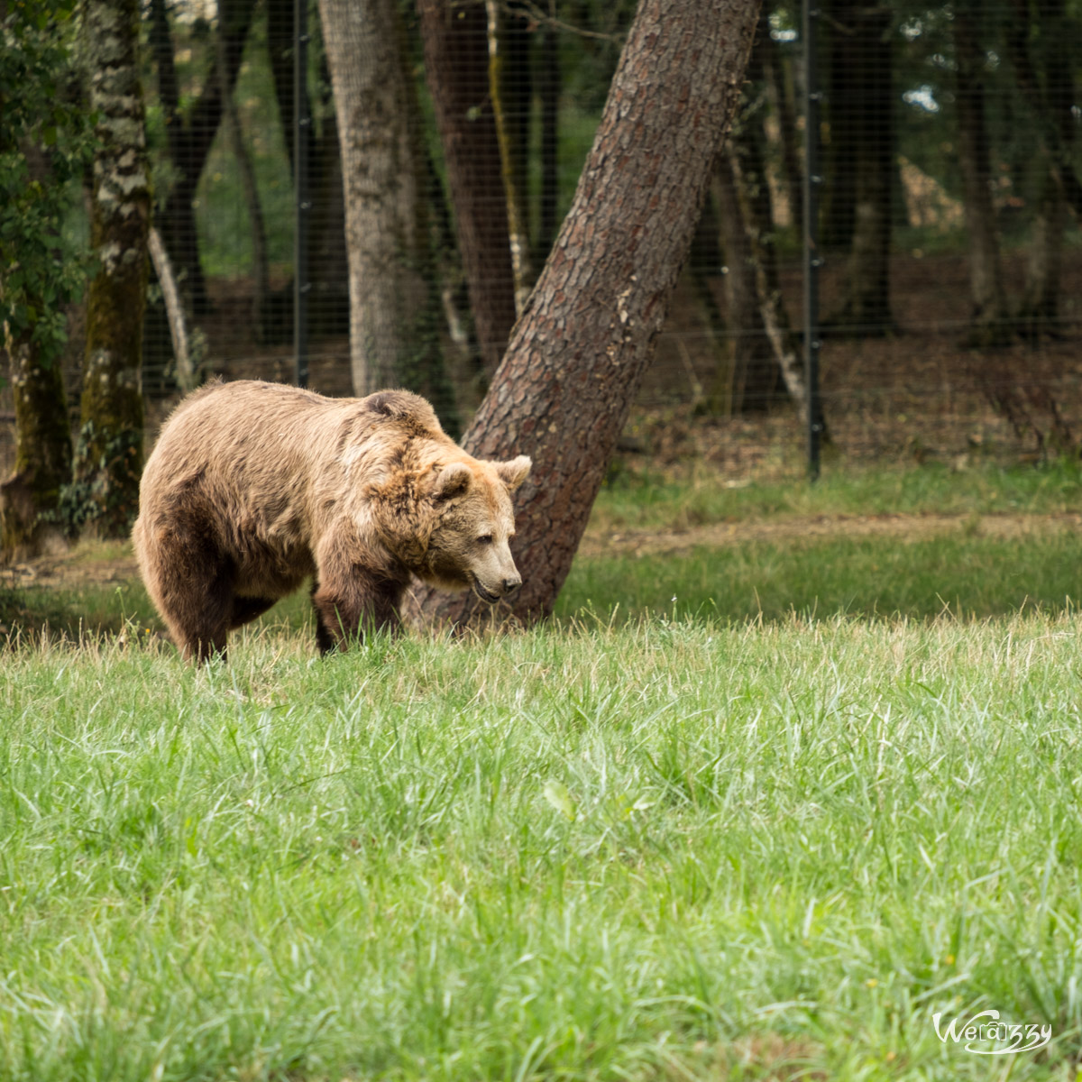 Animaux, Nature, Zoo