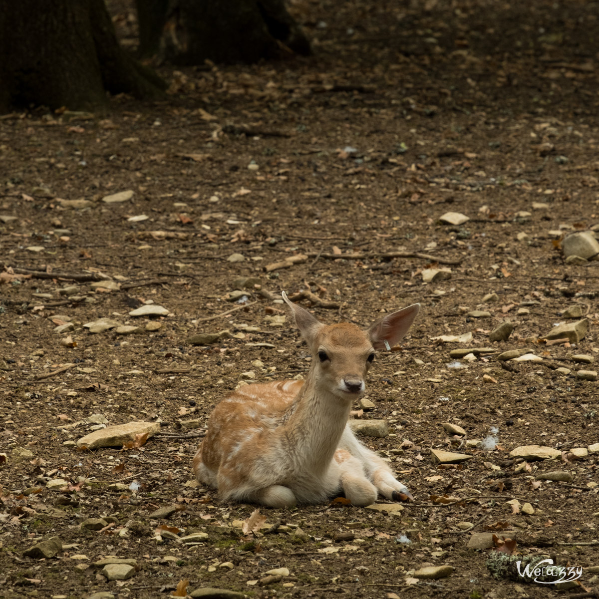 Animaux, Nature, Zoo