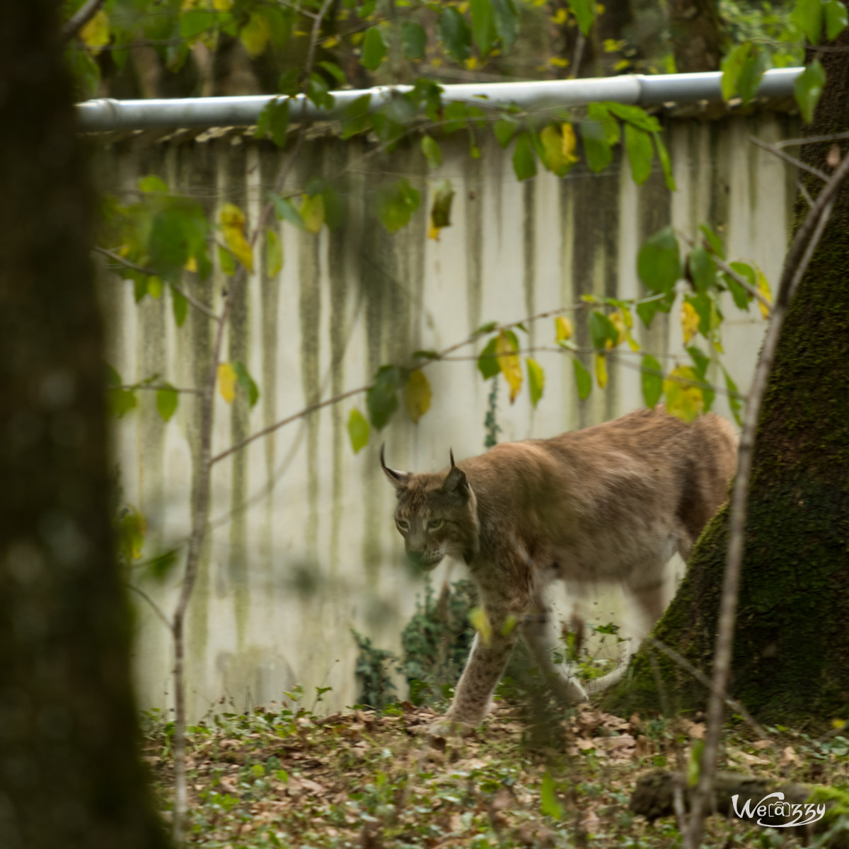 Animaux, Nature, Zoo