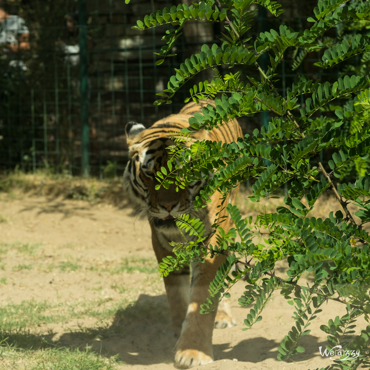 Animaux, Nature, Zoo, Parc zoologique