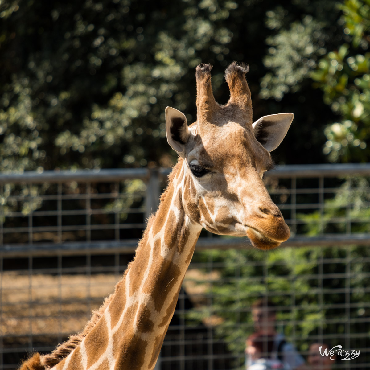 Animaux, Nature, Zoo