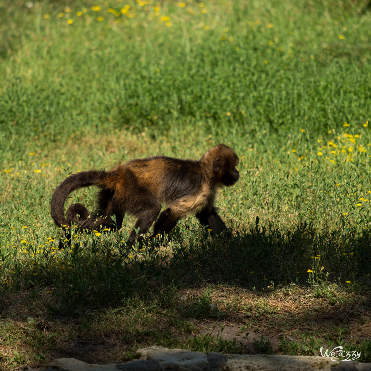 Animaux, Nature, Zoo