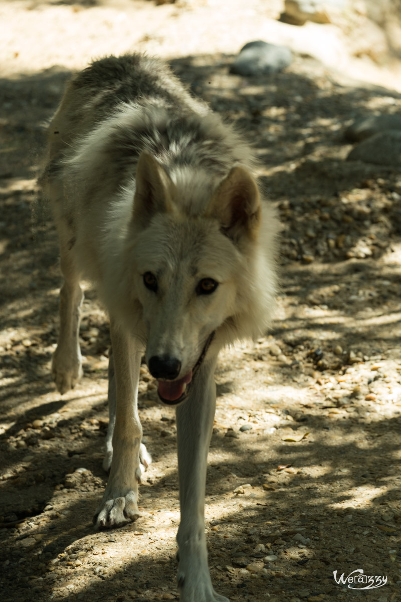 Animaux, Nature, Zoo, Parc zoologique