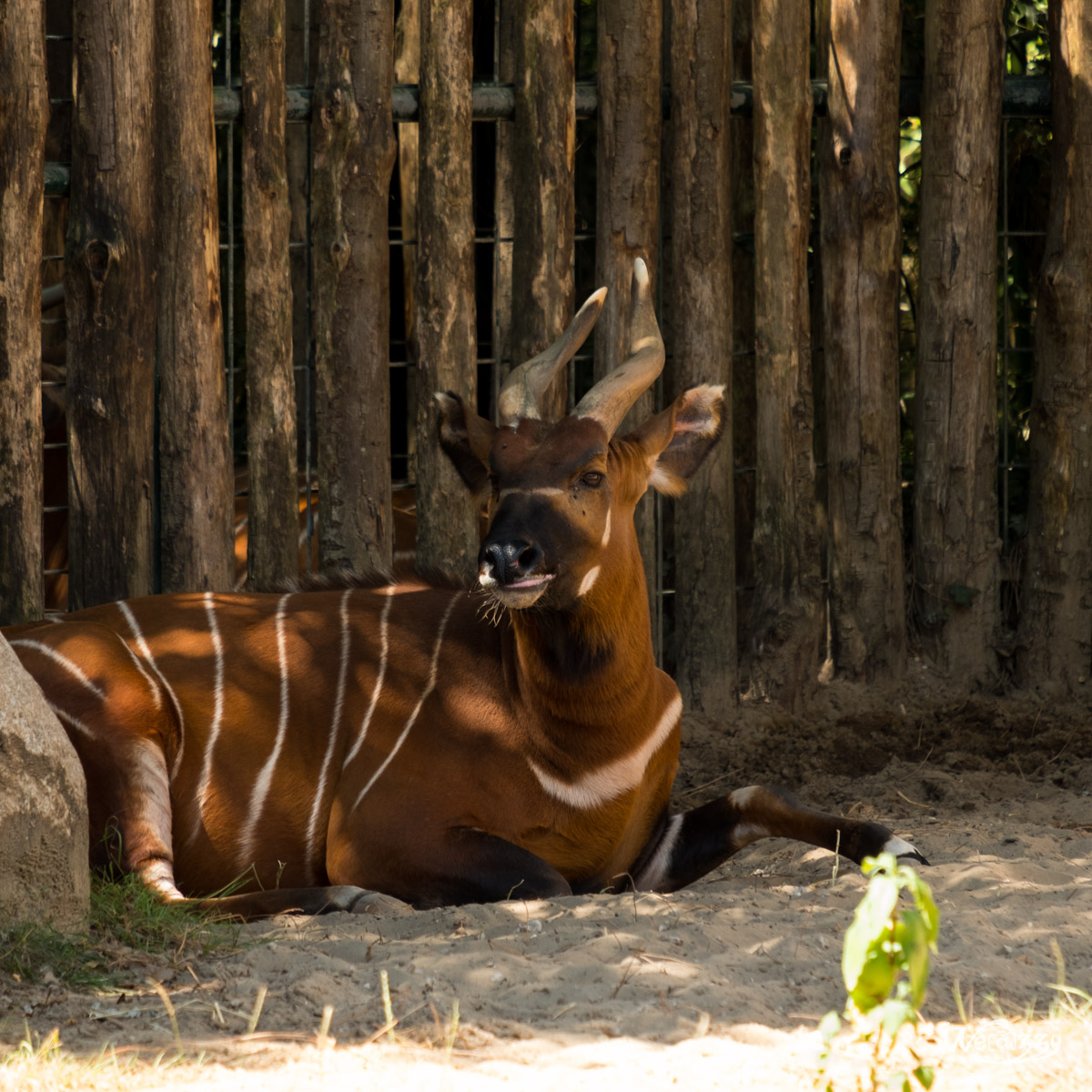 Animaux, Nature, Zoo