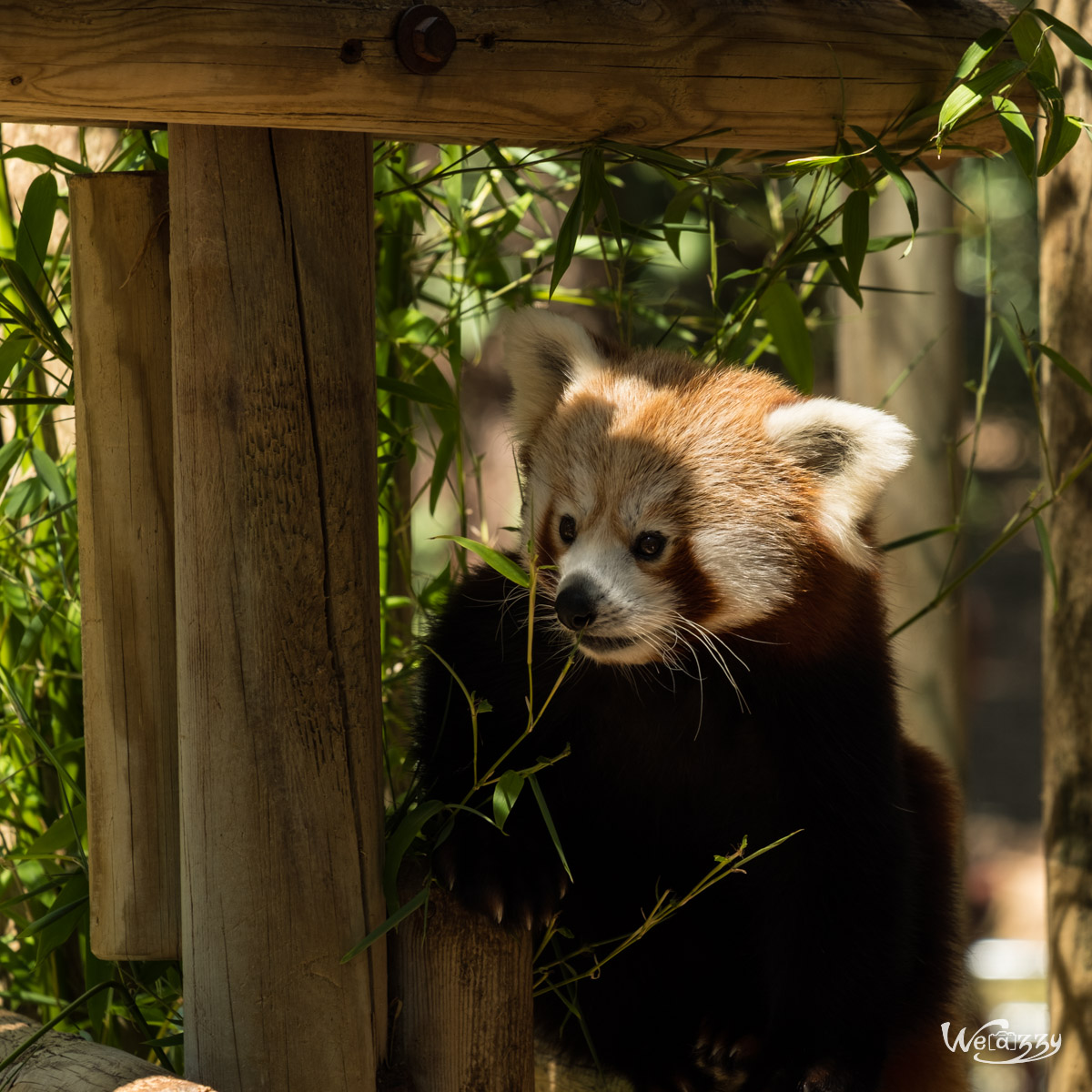 Animaux, Nature, Zoo