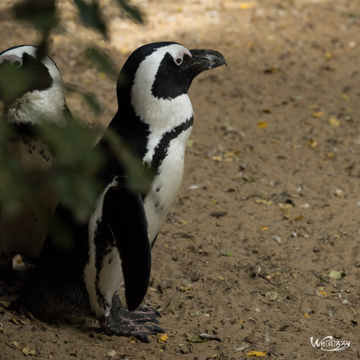 Animaux, Nature, Zoo