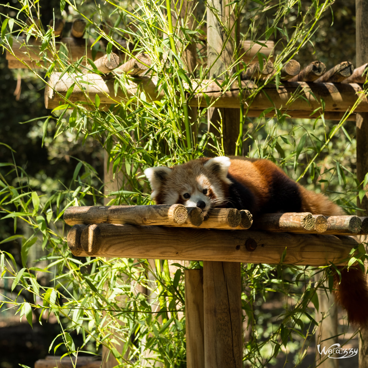 Animaux, Nature, Zoo