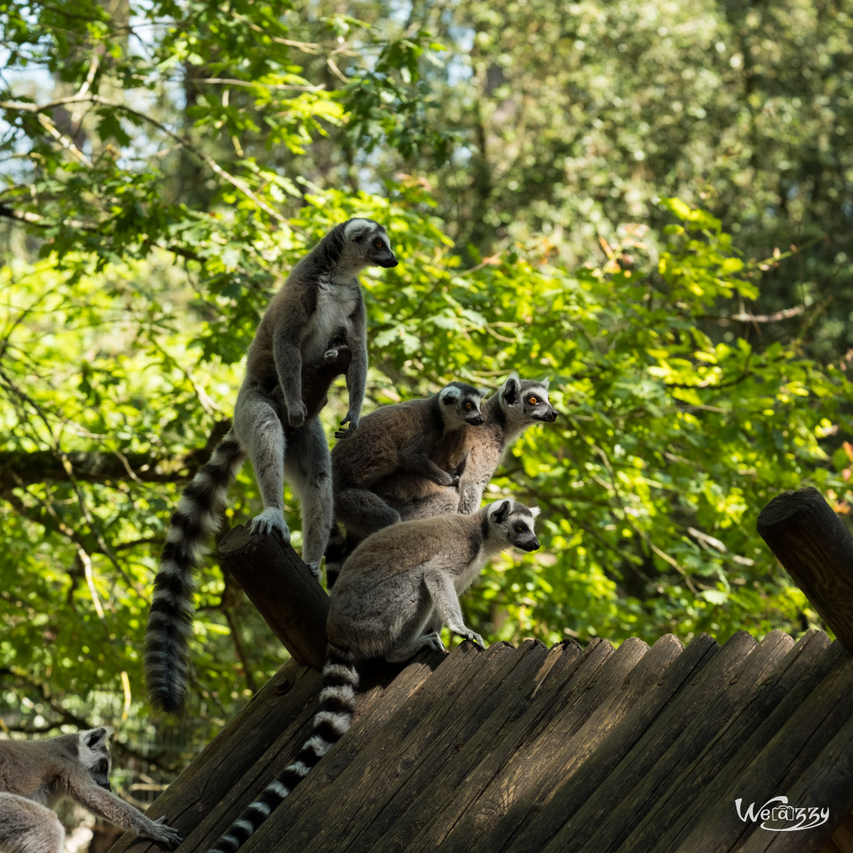 Animaux, Nature, Zoo