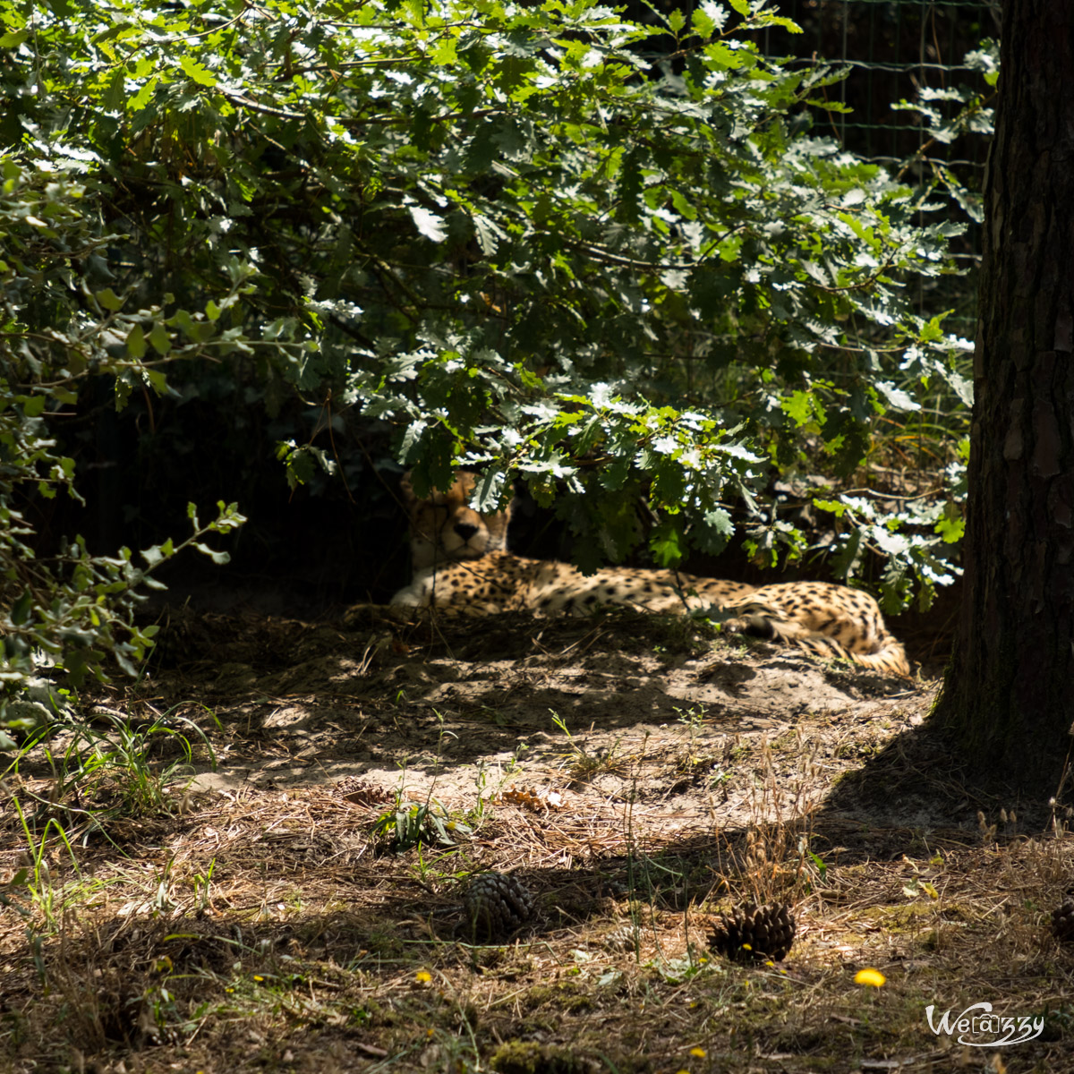 Animaux, Nature, Zoo