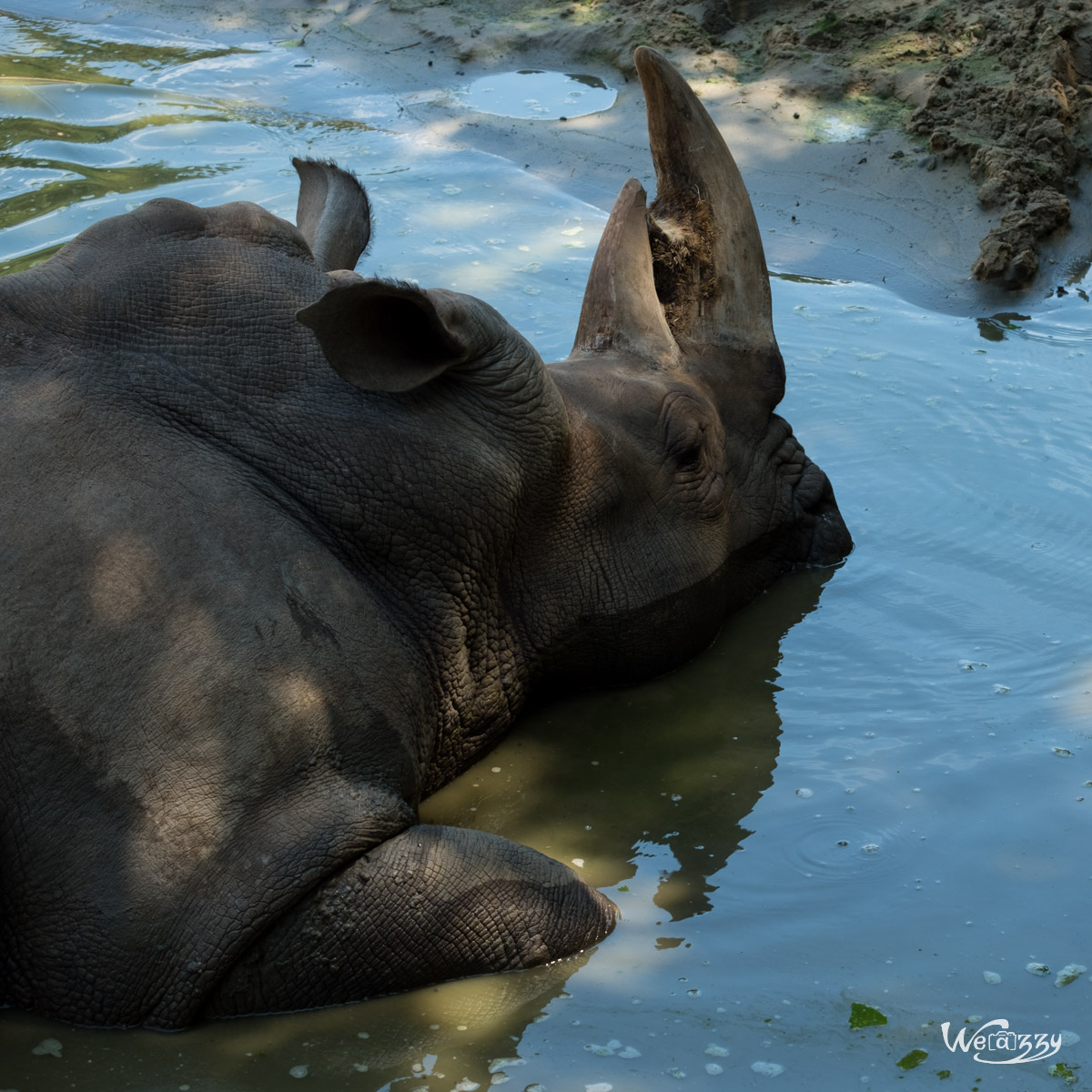 Animaux, Nature, Zoo