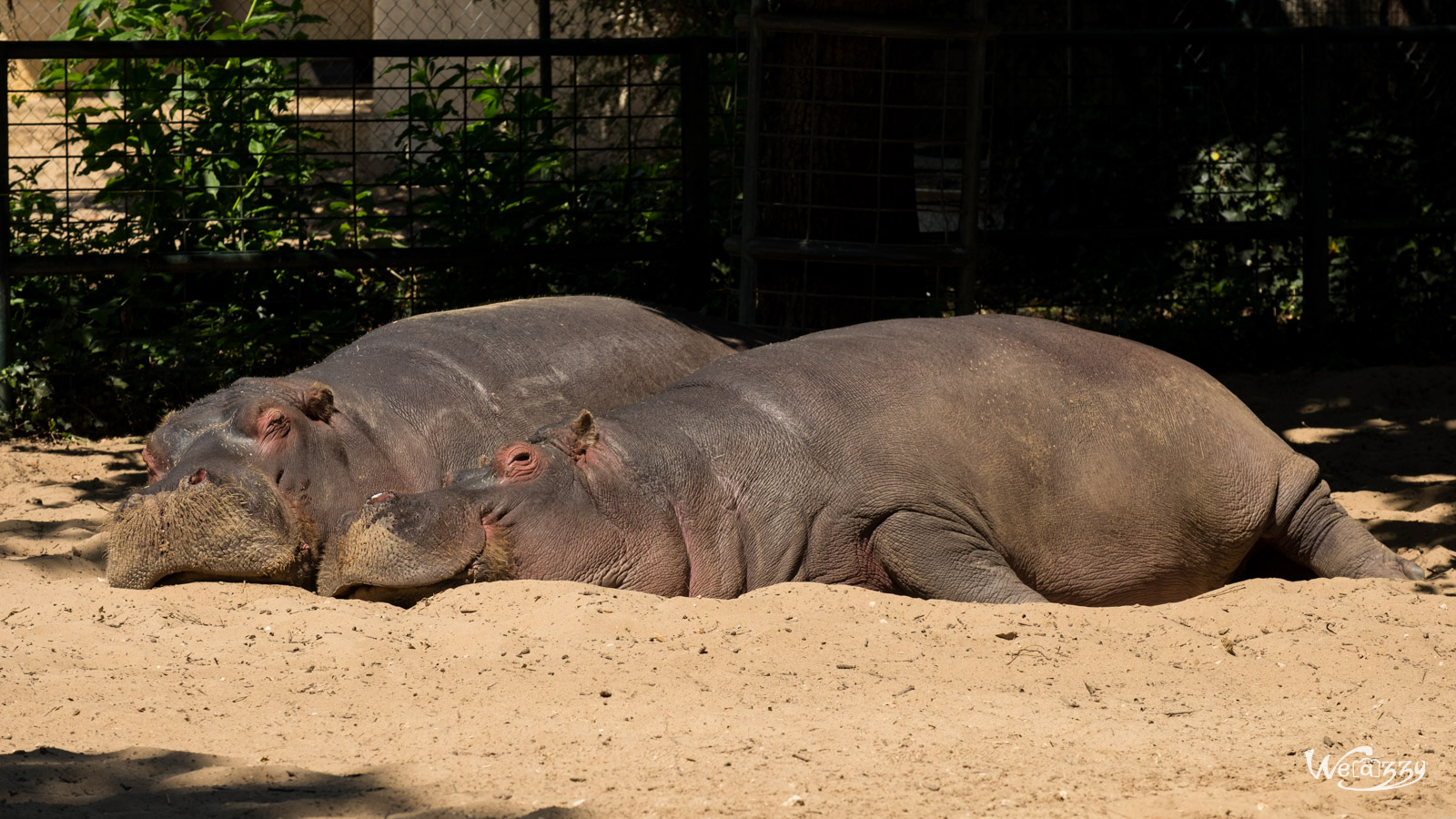 Animaux, Nature, Zoo, Parc zoologique