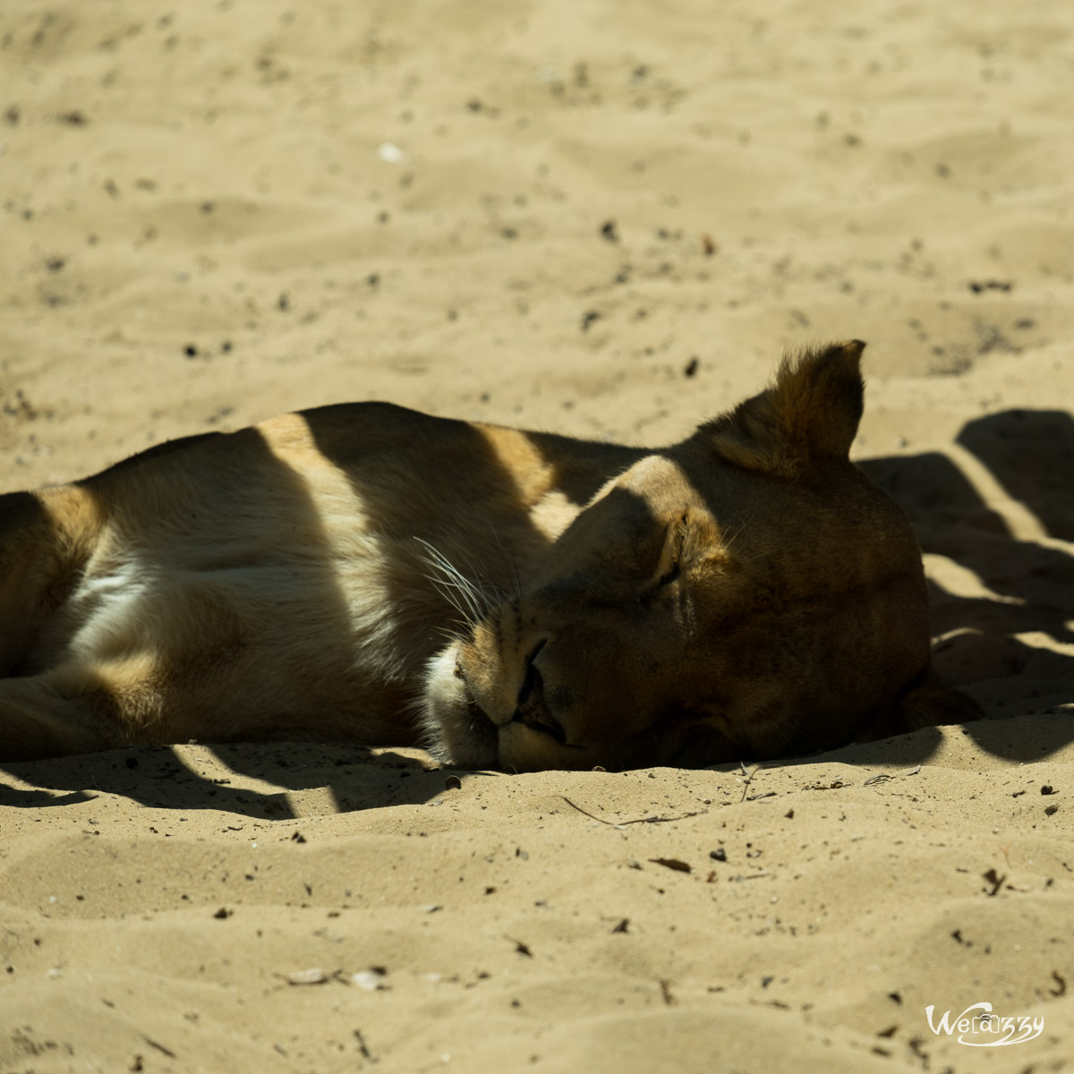 Animaux, Nature, Zoo