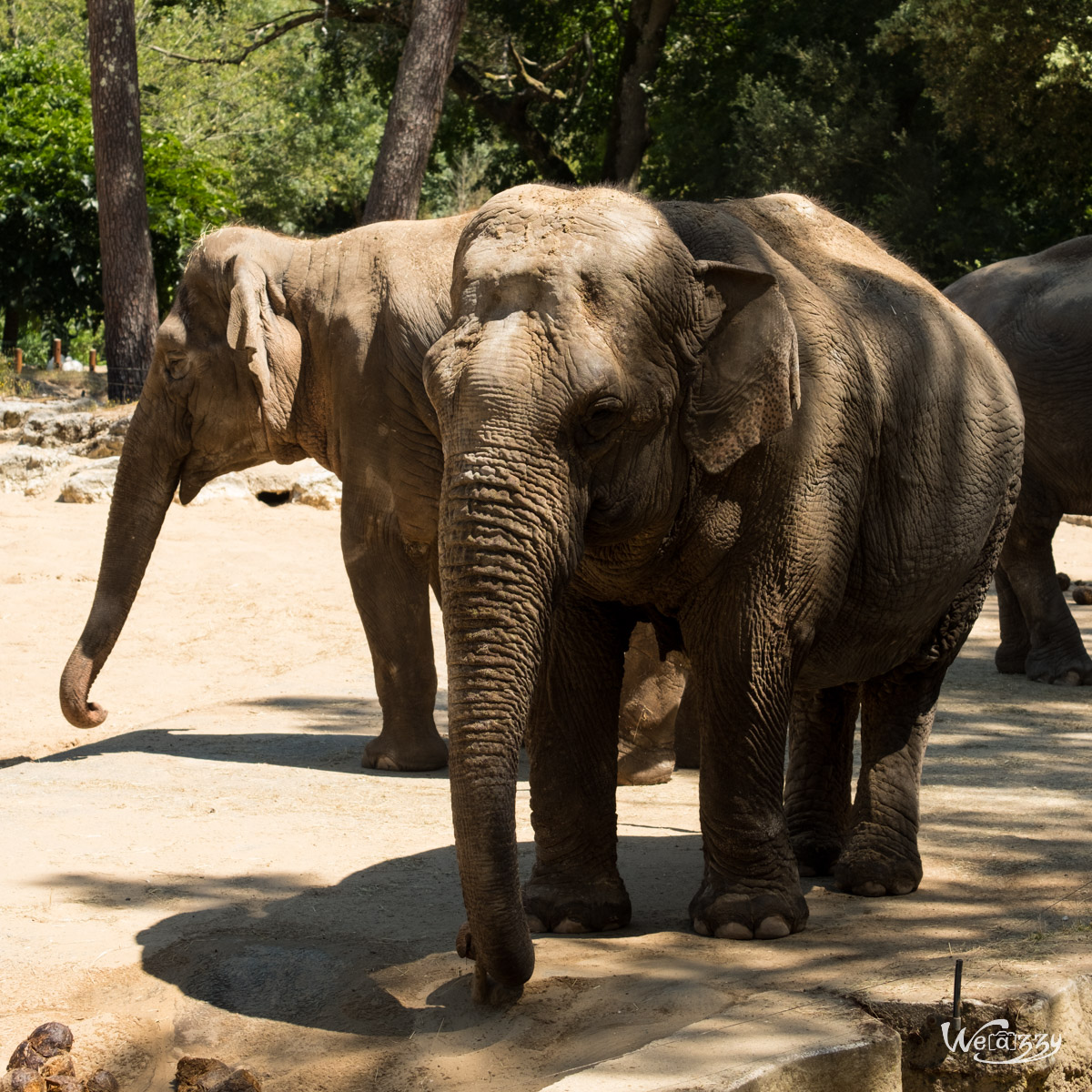 Animaux, Nature, Zoo