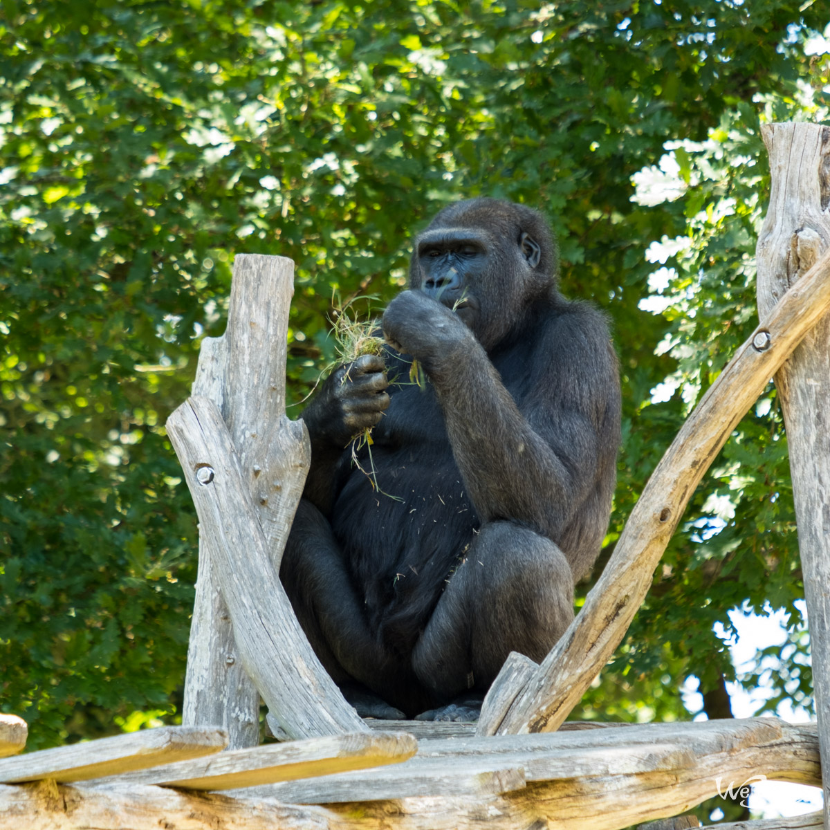 Animaux, Nature, Zoo, Parc zoologique