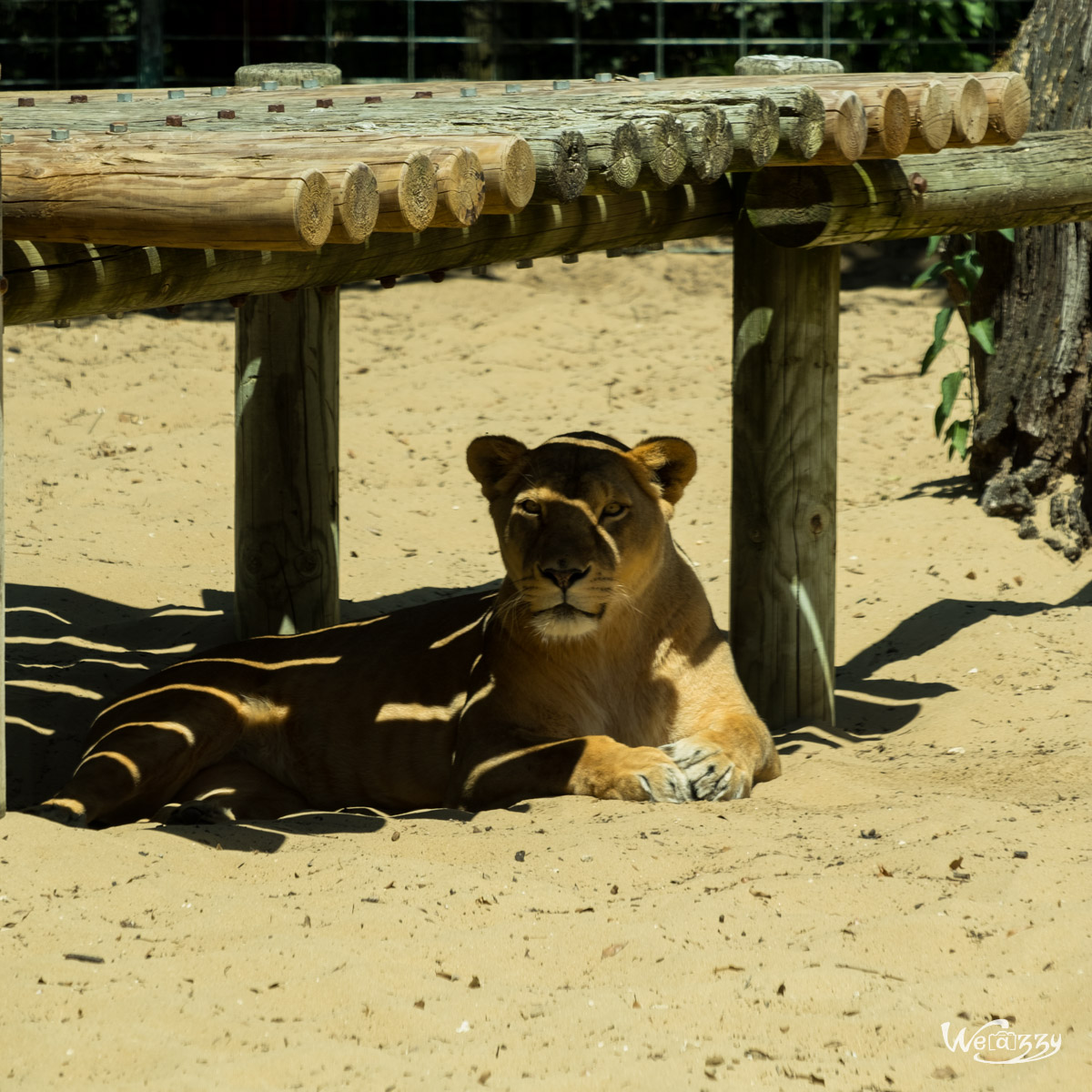 Animaux, Nature, Zoo