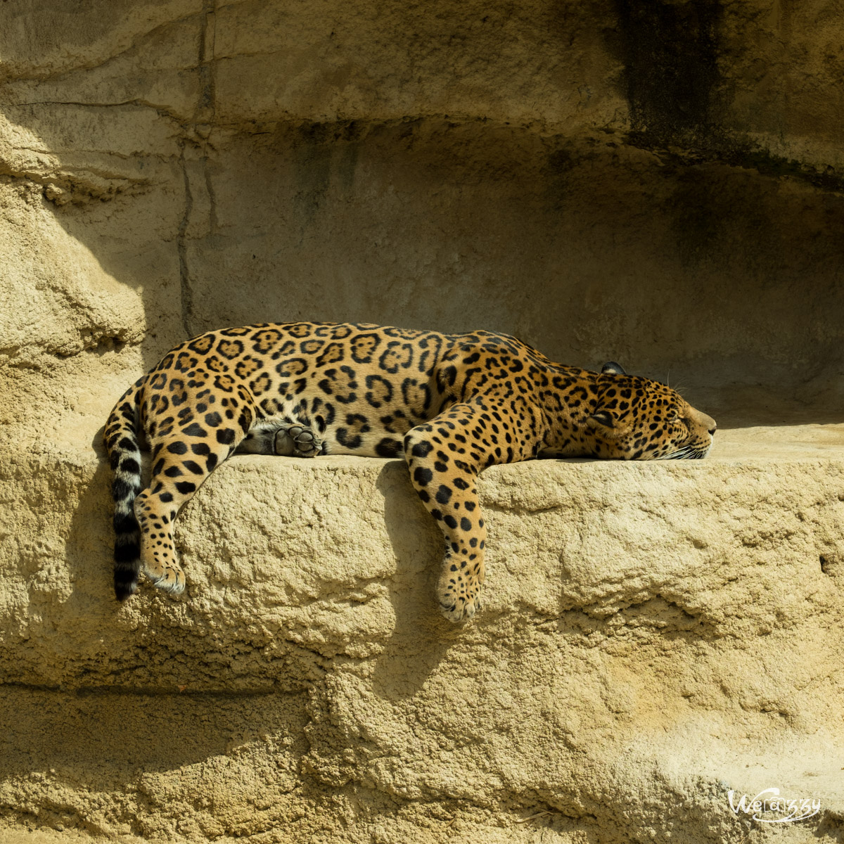 Animaux, Nature, Zoo