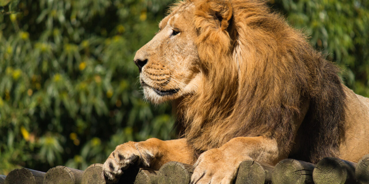 Quand nos amis les animaux disent ce qu’ils pensent – Portraits