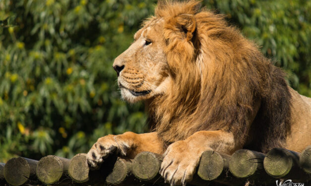 Quand nos amis les animaux disent ce qu’ils pensent – Portraits