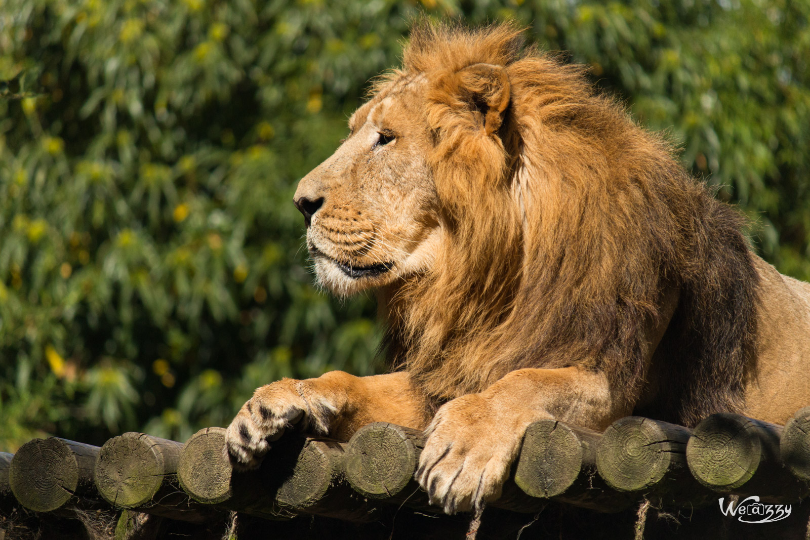 Animaux, France, Nantes, Nature, Zoo