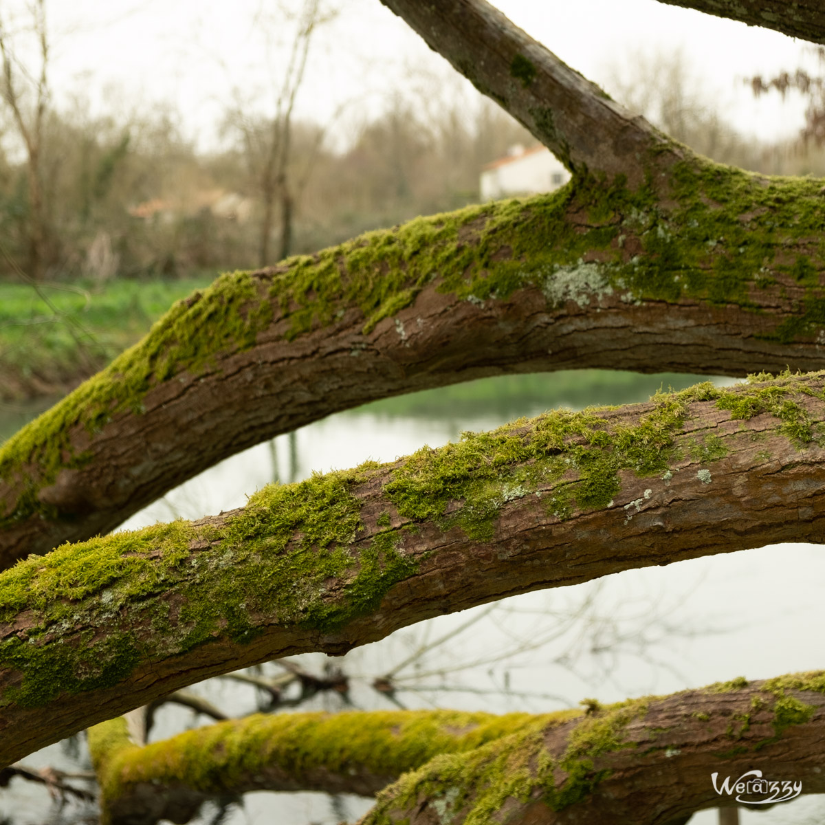 Coulon, France, Marais, Nature, Poitevin